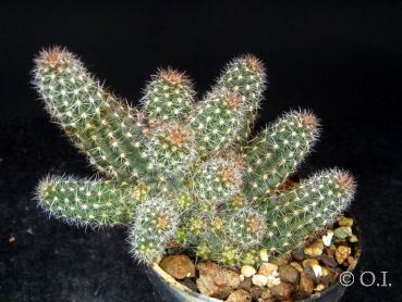 Sample of sales plant