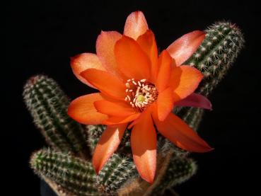 Flower of mother plant