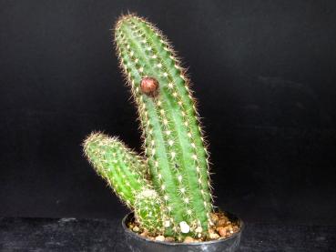 Preview: Verkaufspflanze mit Knospe