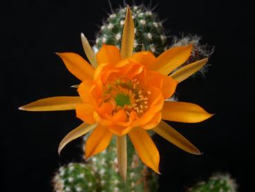 Blüten einer Mutterpflanze