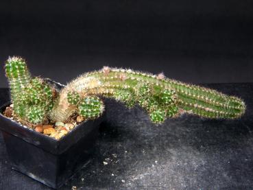 Preview: Verkaufspflanze (Beispiel)