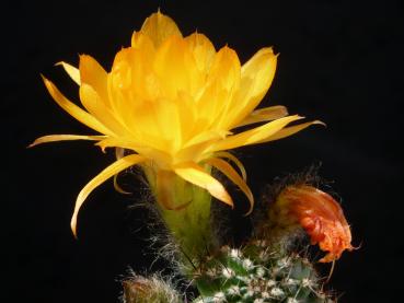 Preview: Flower of mother plant