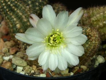 Blüte einer Mutterpflanze