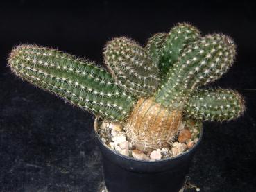 Preview: Verkaufspflanze (Beispiel)