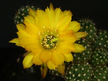 Flower of mother plant