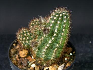 Preview: Plant for sale on March, 29