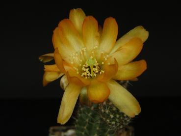 Blüte einer Mutterpflanze