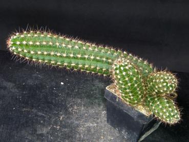 Preview: Verkaufspflanze (Beispiel)