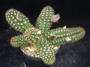 Preview: Verkaufspflanze mit Knospen