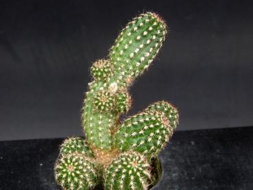 Preview: Sales plant (sample)