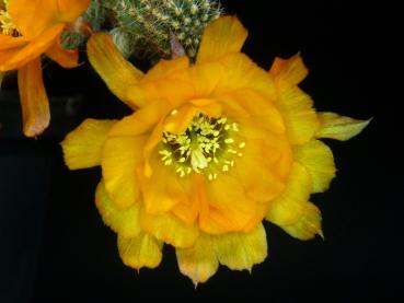 Flower of mother plant