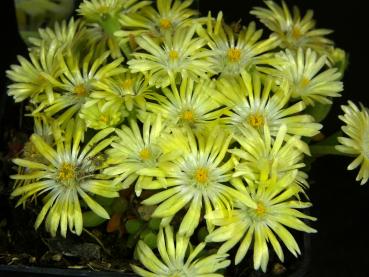Plant with flowers