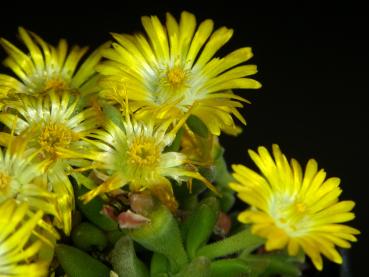 Mother plant with flowers