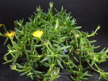 Preview: Sales plant (sample)
