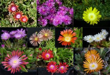 Mutterpflanze mit Blüten