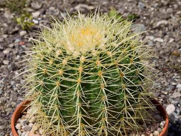 Typical plant