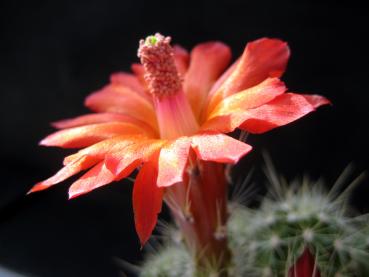 Flower of mother plant