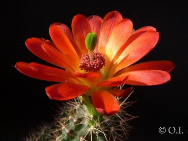 Flower of mother plant