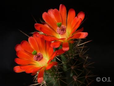 Flowers of mother plant