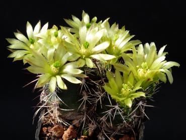 Blüte der Mutterpflanze