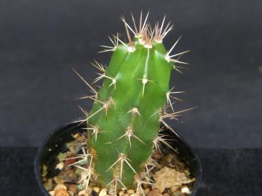 Preview: Sales plant (sample)
