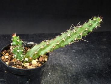 Preview: Verkaufspflanze (Beispiel)