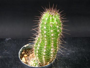 Preview: Sales plant (sample)