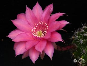 Blüte der Mutterpflanze