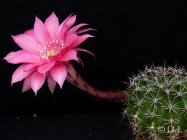 Blüte der Mutterpflanze