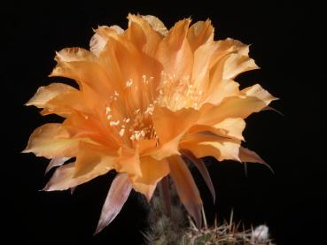 Blüte der Mutterpflanze