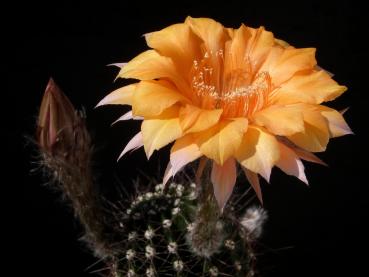 Blüte der Mutterpflanze