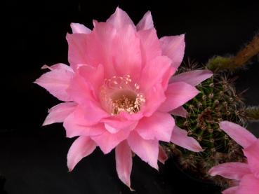 Blüte der Mutterpflanze