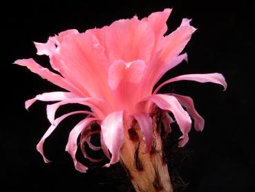 Blüte der Mutterpflanze