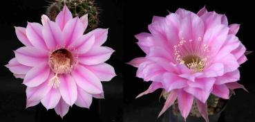 Flowers of mother and father plants