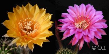 Echinopsis Hybride "cognac x rot-orange" (Samen)