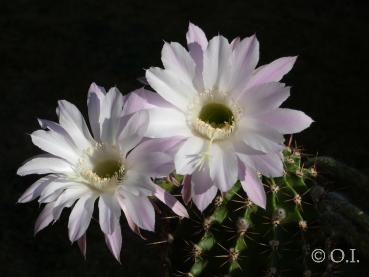 Flower of mother plant