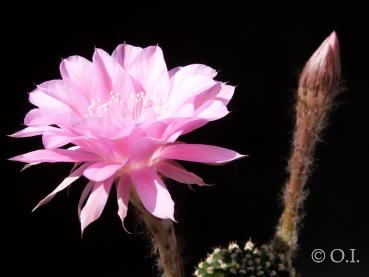 Blüte der Mutterpflanze