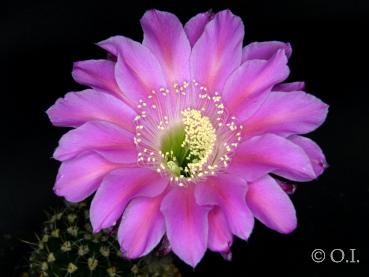Blüte der Mutterpflanze
