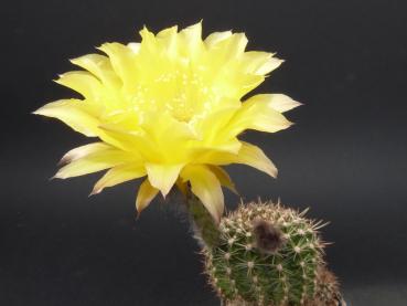 Blüte der Mutterpflanze