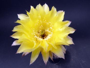 Blüte der Mutterpflanze
