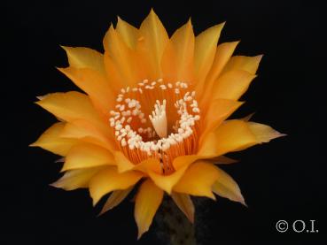 Blüte der Mutterpflanze
