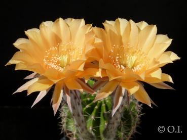 Blüte der Vaterpflanze