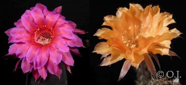 Flowers of mother and father plants