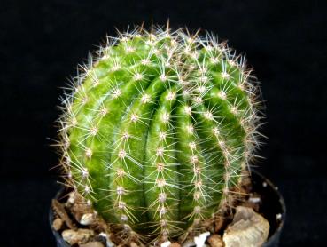 Sales plant (sample)