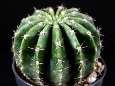 Sales plant (sample)