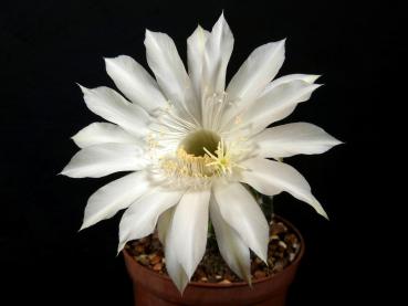 Blüte der Mutterpflanze
