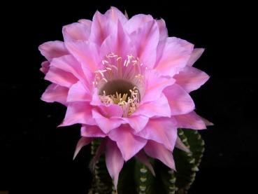 Flower of mother plant