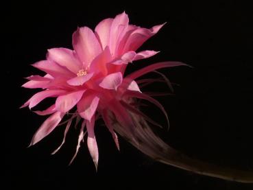 Blüte der Mutterpflanze