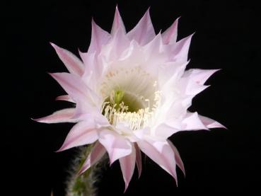 Flower of mother plant