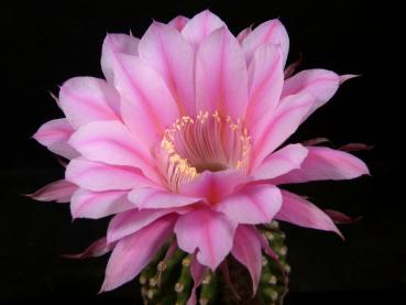 Flower of mother plant